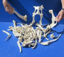 4lb Assorted Bones