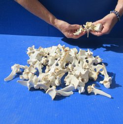 Fifty Wild Boar Vertebrae Bones, 2" to 3-1/2" 