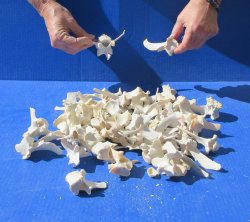 Fifty Wild Boar Vertebrae Bones, 2" to 3-1/2" 