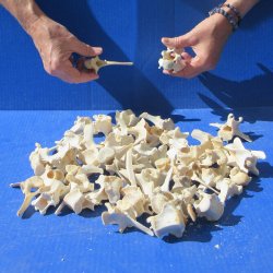 Fifty Wild Boar Vertebrae Bones, 2" to 3-1/2" 