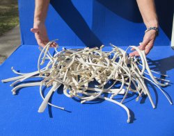 One Hundred Wild Bo...