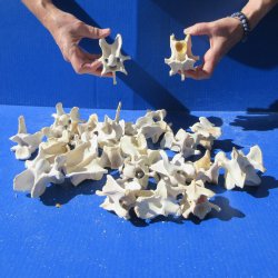 Twenty Five Wild Bo...