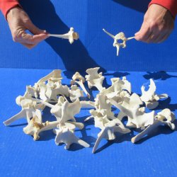 Twenty Five piece W...