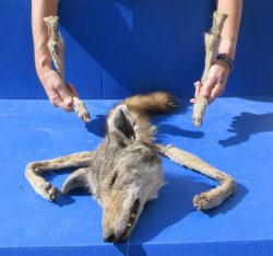 Preserved Coyote Head, Legs, & Tail 