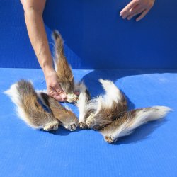 Six Preserved Whitetail Deer Tails 