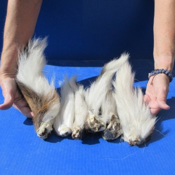 Six Preserved Whitetail Deer Tails 