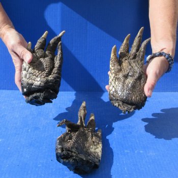 Three Preserved Alligator Feet 6" to 7"