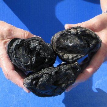 Three Preserved Alligator Feet 6" to 7"