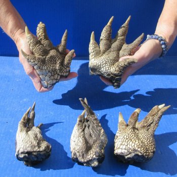 Five Preserved Alligator Feet 5" to 6"