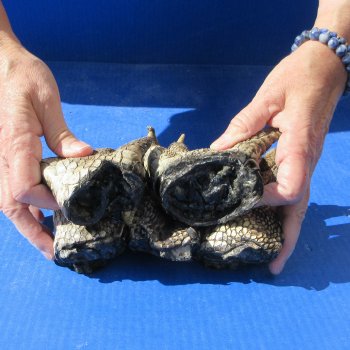 Five Preserved Alligator Feet 5" to 6"
