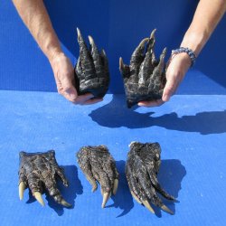 Five Preserved Alli...