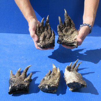 Five Preserved Alligator Feet 5" to 6"