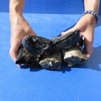 Five Preserved Alligator Feet 5" to 6"