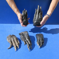 Five Preserved Alli...