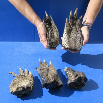 Five Preserved Alligator Feet 5" to 8"
