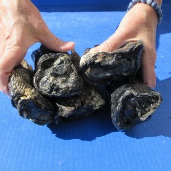 Five Preserved Alligator Feet 5" to 8"