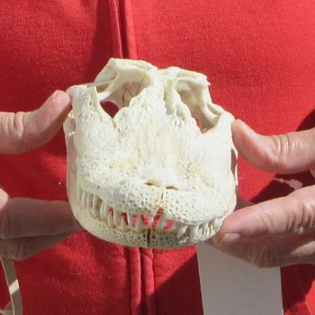 9"  C-Grade Alligator Skull