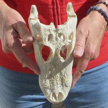 9"  C-Grade Alligator Skull
