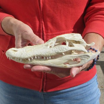 9"  C-Grade Alligator Skull
