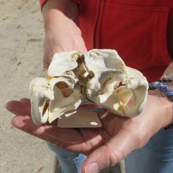 9"  C-Grade Alligator Skull