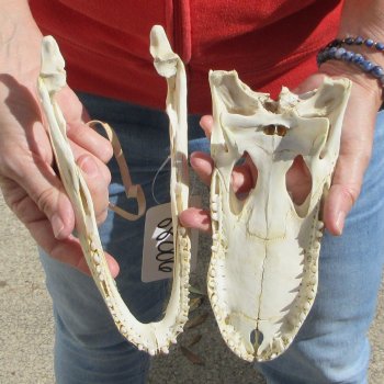 9"  C-Grade Alligator Skull
