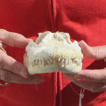 8-1/2"  C-Grade Alligator Skull