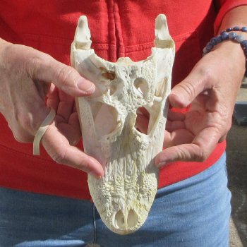 8-1/2"  C-Grade Alligator Skull