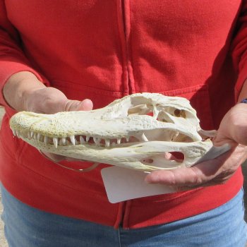 8-1/2"  C-Grade Alligator Skull