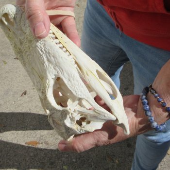 8-1/2"  C-Grade Alligator Skull