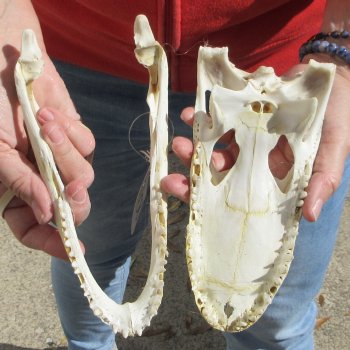 8-1/2"  C-Grade Alligator Skull