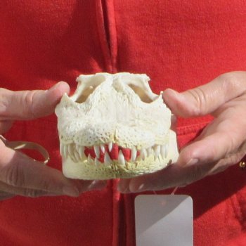 8-3/4" B-Grade Alligator Skull 