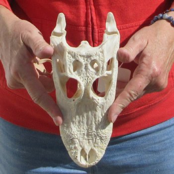 8-3/4" B-Grade Alligator Skull 