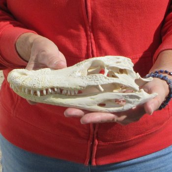 8-3/4" B-Grade Alligator Skull 