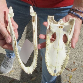 8-3/4" B-Grade Alligator Skull 