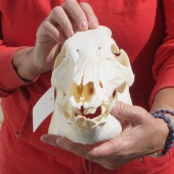 11-1/2" Wild Boar Skull