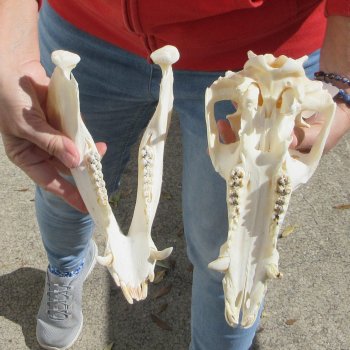 11-1/2" Wild Boar Skull