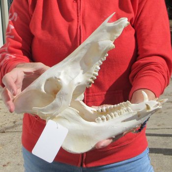 11-1/2" Wild Boar Skull