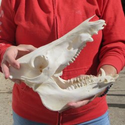 11" Wild Boar Skull