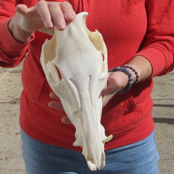 11" Wild Boar Skull
