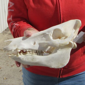 11" Wild Boar Skull