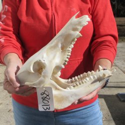 11-1/2" Wild Boar Skull