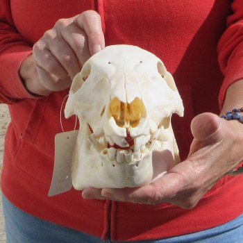 11-1/2" Wild Boar Skull