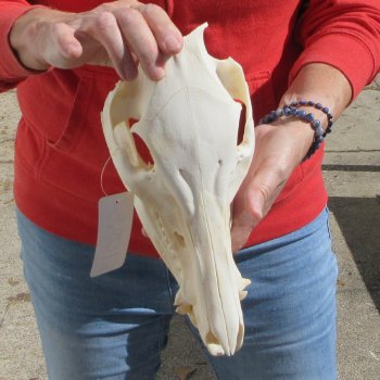 11-1/2" Wild Boar Skull