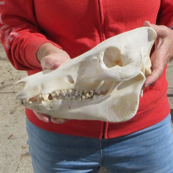 11-1/2" Wild Boar Skull