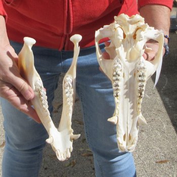 11-1/2" Wild Boar Skull