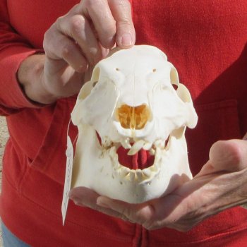 9-1/2" Wild Boar Skull