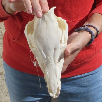 9-1/2" Wild Boar Skull