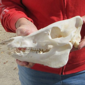 9-1/2" Wild Boar Skull