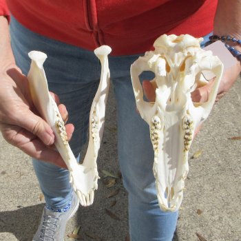 9-1/2" Wild Boar Skull