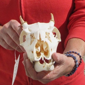 Spike Buck Deer Skull with 2" Horns 